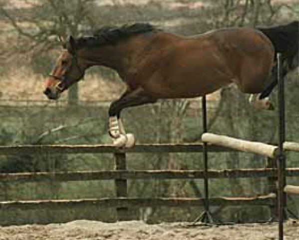 stallion Almé des Nids (Selle Français, 1986, from Almé)