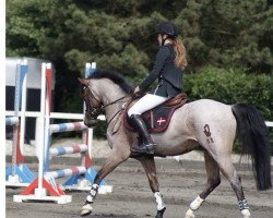 jumper Paracas (German Riding Pony, 2006, from Principal Boy)