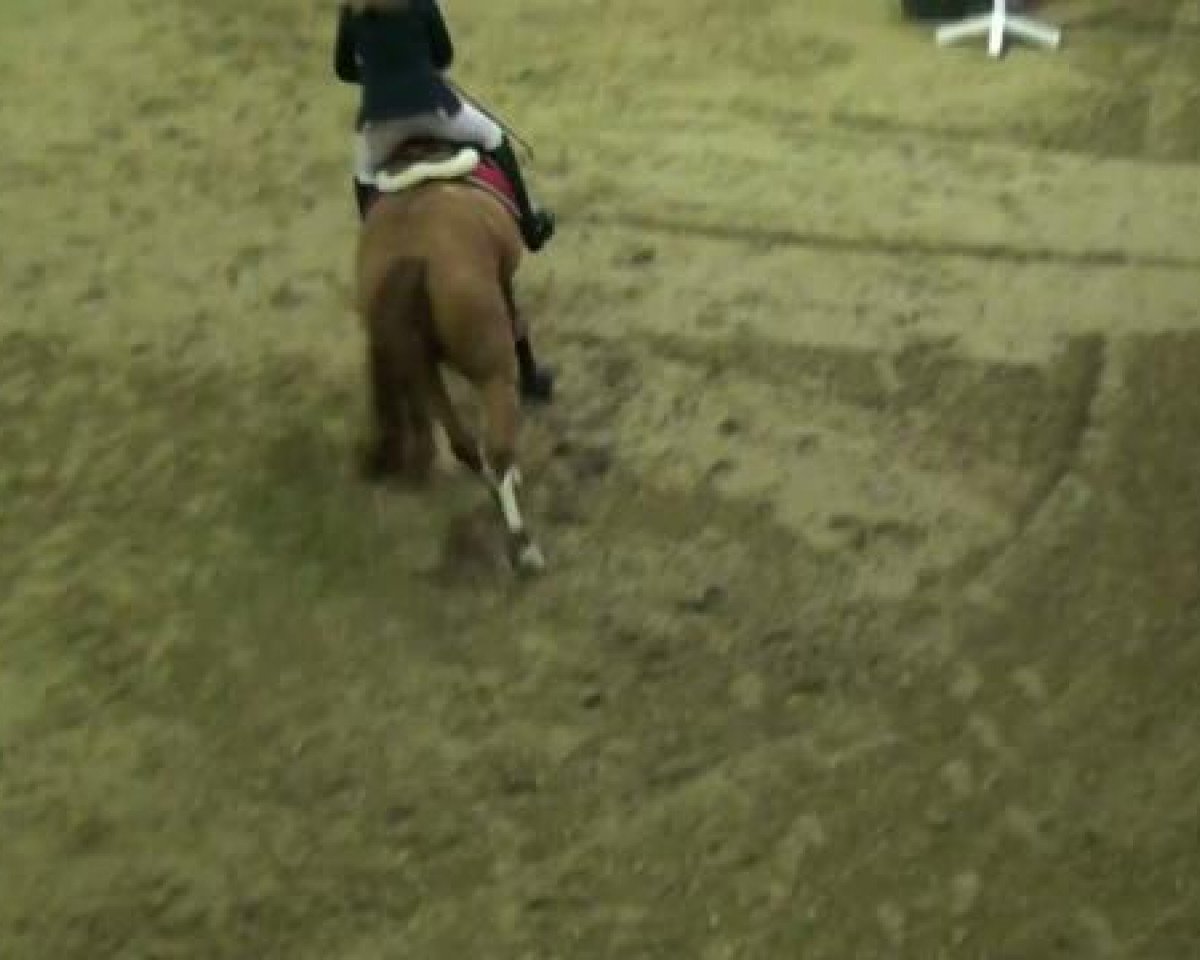 broodmare Ma Petite (German Riding Pony, 1986, from Galant)