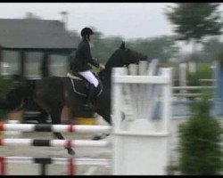 jumper Sergio 33 (KWPN (Royal Dutch Sporthorse), 2006, from Sam R)