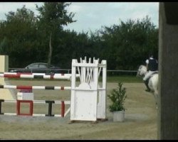 jumper Nadiro 3 (German Riding Pony, 1996, from Nadir)