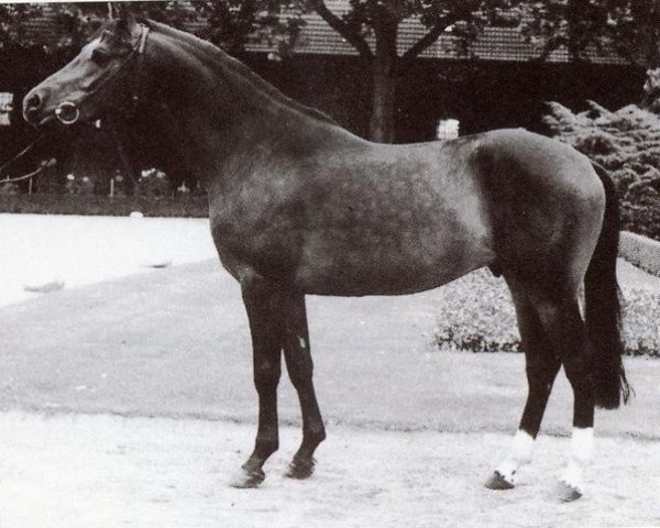 stallion Nibelungenheld (Westphalian, 1985, from Nobel)