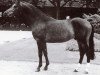 stallion Nibelungenheld (Westphalian, 1985, from Nobel)
