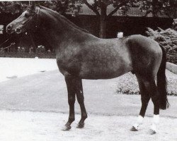 stallion Nibelungenheld (Westphalian, 1985, from Nobel)