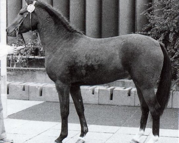 stallion Mentos (Westphalian, 1979, from Merafic ox)