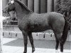 stallion Mentos (Westphalian, 1979, from Merafic ox)
