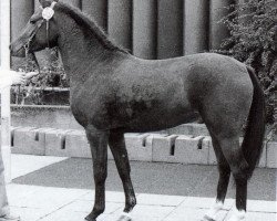 stallion Mentos (Westphalian, 1979, from Merafic ox)