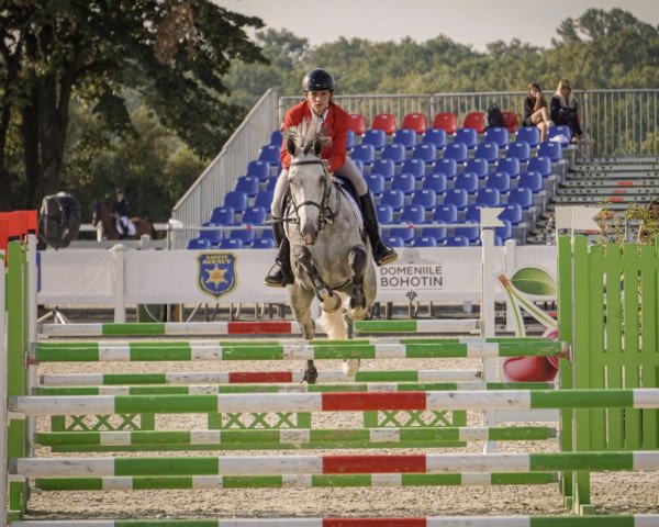 jumper Allegro Ec (KWPN (Royal Dutch Sporthorse), 2014)