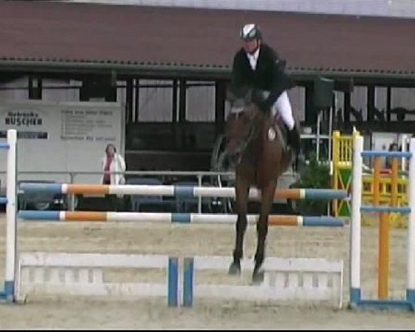 jumper Samson 433 (Hanoverian, 2004, from Stakkato)