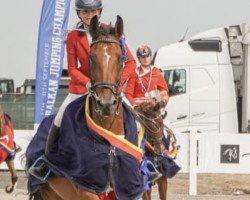 jumper Natil (Belgian Warmblood, 2013, from Bamako de Muze)