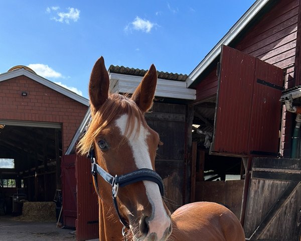 dressage horse Fayola la Belle (Oldenburg, 2021, from Swiss Colours)