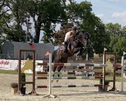 jumper Diablotin du Rouet (Oldenburg show jumper, 2016, from Diarado)