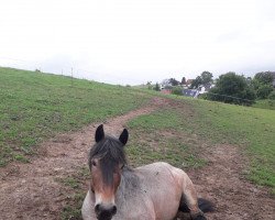 broodmare Miva von Markant (Rhenish-German Cold-Blood, 2010, from Markant)