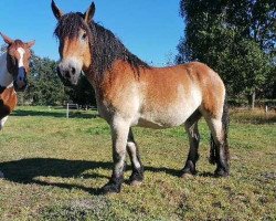 horse Gustav (Rhenish-German Cold-Blood, 2011, from Gunder)