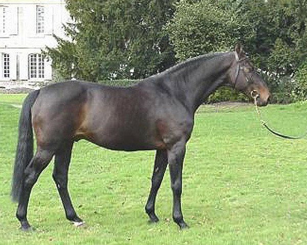 stallion Lord Calando (Holsteiner, 1985, from Lord)
