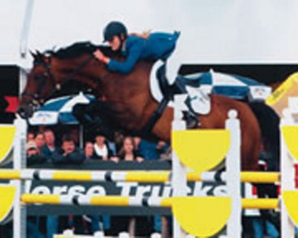 stallion Quincy Z (Dutch Warmblood, 1996, from Quick Star)