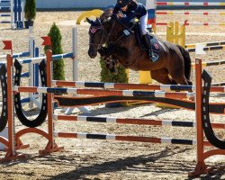 jumper Gogo (KWPN (Royal Dutch Sporthorse), 2011, from Arthos R)