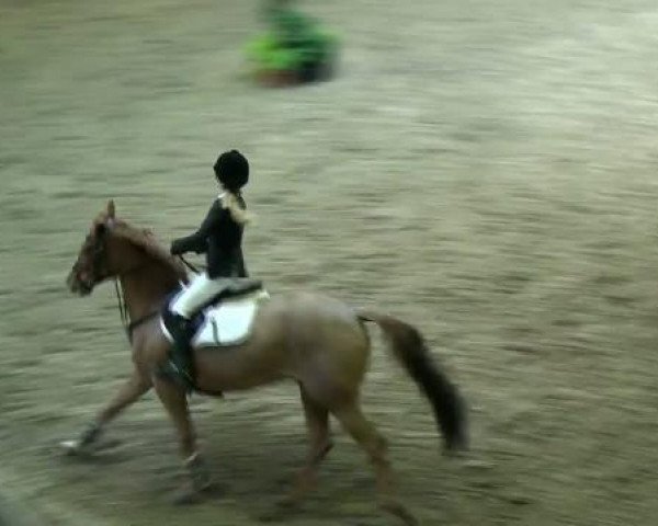 Zuchtstute Orchid's Cathalina (New-Forest-Pony, 2000, von Kantje's Carlando)