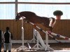 jumper No Limit (German Riding Pony, 2005, from Night-Cup)