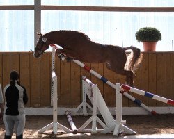 jumper No Limit (German Riding Pony, 2005, from Night-Cup)