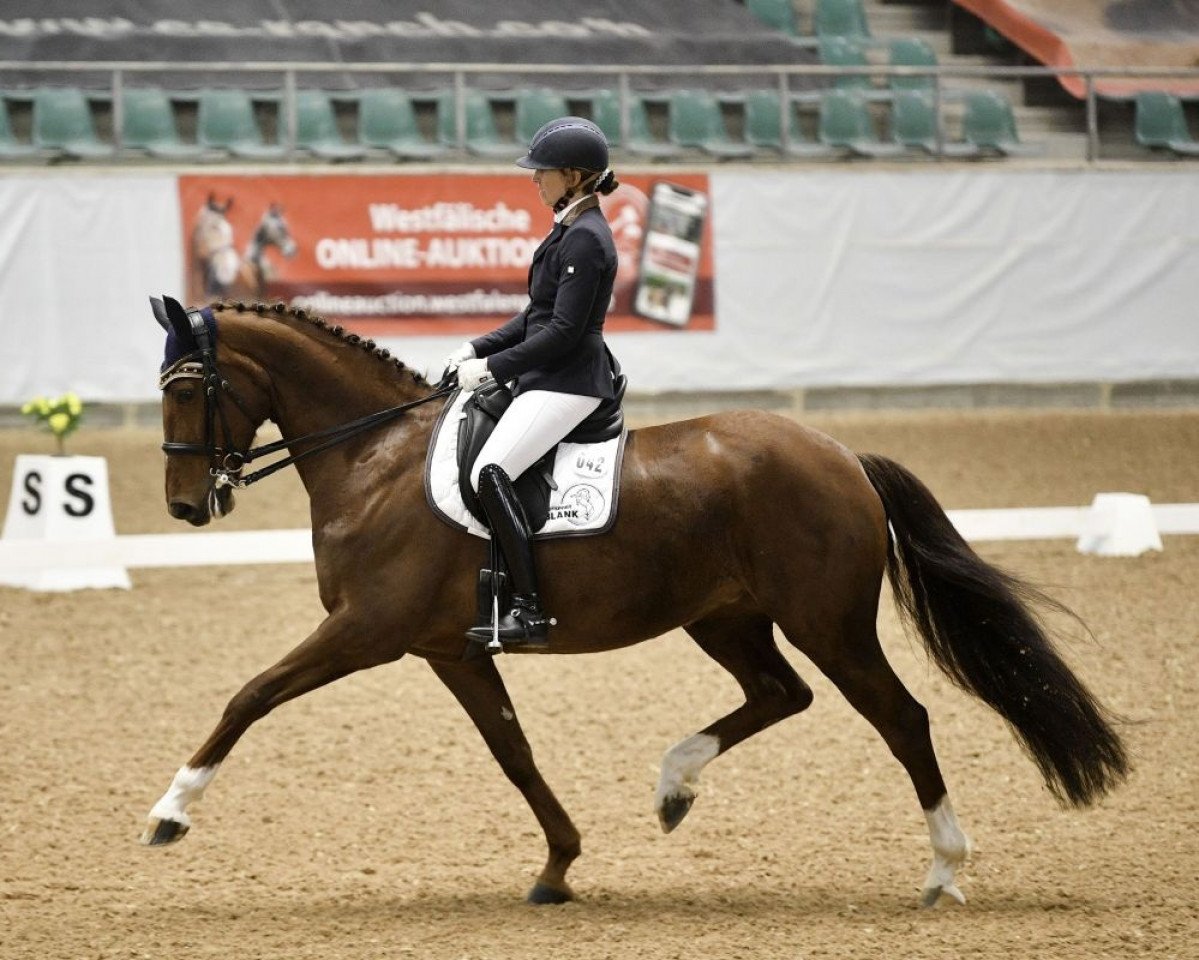 broodmare Damaris 31 (Württemberger, 2012, from Don Schufro)
