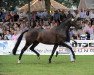 broodmare Céleste 2 (Oldenburg, 2013, from For Romance I)