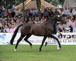 broodmare Céleste 2 (Oldenburg, 2013, from For Romance I)