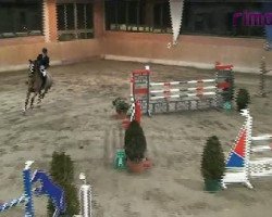 jumper Paulus 30 (Westphalian, 2000, from Prominenz)