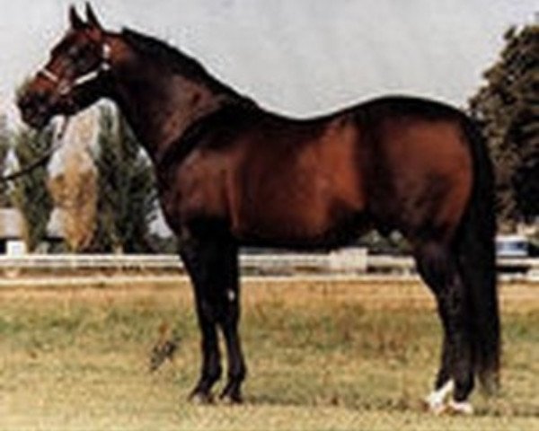 stallion Doc Tom Tucker (Quarter Horse, 1972, from Doc Bar)