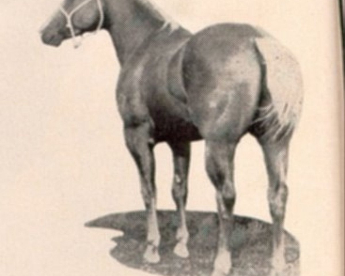 stallion Cutter Bill (Quarter Horse, 1955, from Buddy Dexter)