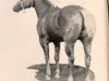 Deckhengst Cutter Bill (Quarter Horse, 1955, von Buddy Dexter)