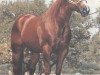 stallion Doc Quixote (Quarter Horse, 1970, from Doc Bar)