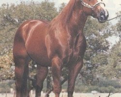 Deckhengst Doc Quixote (Quarter Horse, 1970, von Doc Bar)