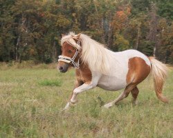 Pferd Pirate of Love v.d. LLLs (Shetland Pony (unter 87 cm), 2018, von Patchwork a.d.W)