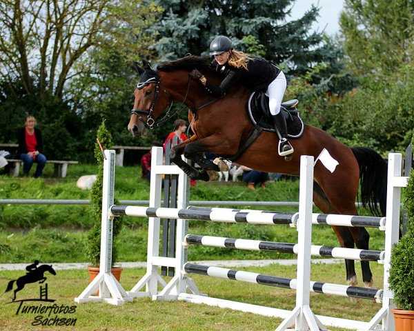 jumper Ramses 156 (German Sport Horse, 2014, from Rosenstein)