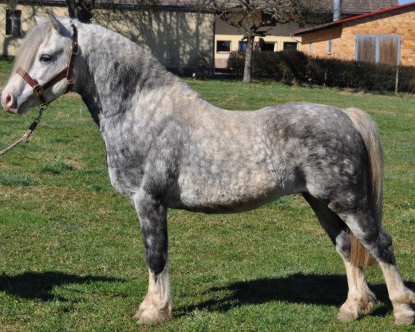 stallion Leybuchts Golden Shadow (Welsh mountain pony (SEK.A), 2003, from Leybucht's Galant)