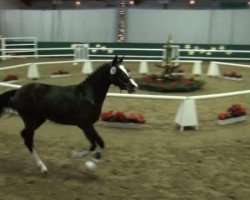 dressage horse Hengst von Black Ombre (German Riding Pony, 2009, from Black Ombre)