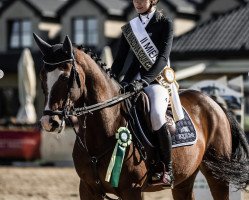 jumper Trezor (polish noble half-breed, 2010, from Colox Cup)