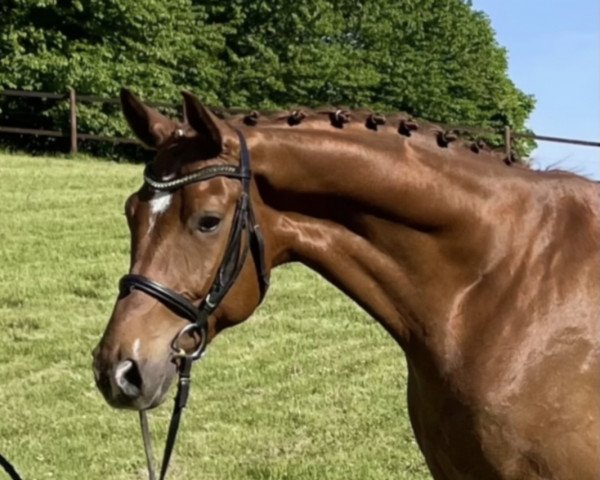 dressage horse Don Tonio (Hanoverian, 2016, from Don Nobless)