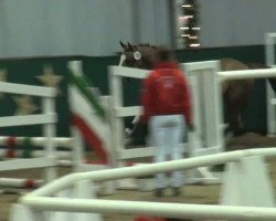 jumper Vier Gewinnt (German Riding Pony, 2009, from Vincent)