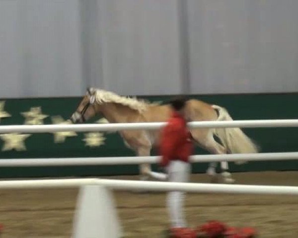 horse Neumann (Haflinger, 2009, from Nachtstern)