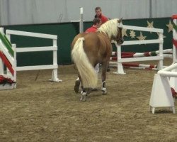 horse Wildfang (Haflinger, 2009, from Waldess Liz. 250/T)