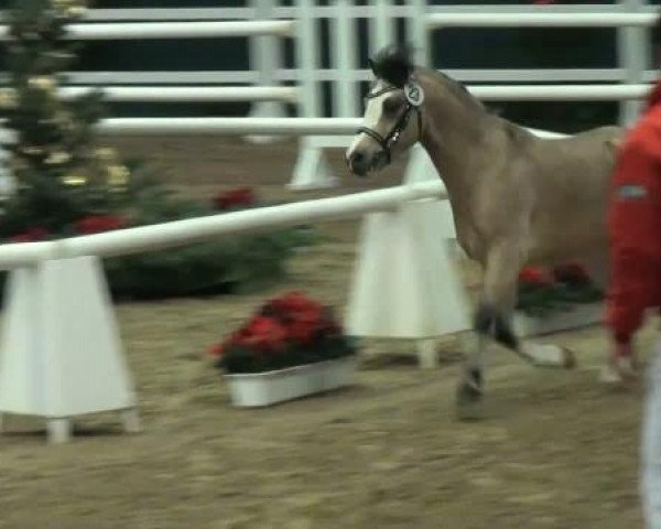 horse Vier Jahreszeiten VW (Welsh mountain pony (SEK.A), 2009, from Leybuchts Vivaldi)