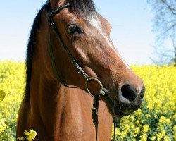 broodmare Dana ox (Arabian thoroughbred, 1988, from Mors ox 2678 (1966))