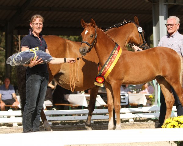 Dressurpferd Golden Grey's Son G (Deutsches Reitpony, 2022, von Golden Grey NRW)