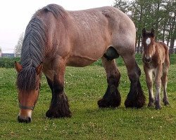 broodmare Gerdine van de Lavendelhof (Brabant/Belgian draft horse, 2013, from Iwan van Aardenhof)