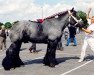 stallion Udo v.d. Houwenberg (Dutch Heavy Draft, 1987, from Udo van Brandevoort)