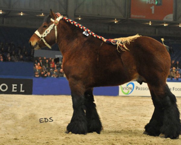 horse Faro van 't Hof ter Riete (Dutch Heavy Draft, 2004, from Buffalo van 't Camillenhof)