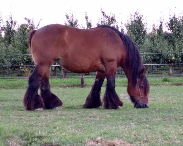 broodmare Emmy van het Vredehof (Dutch Heavy Draft, 1999, from Star van de Smidse)