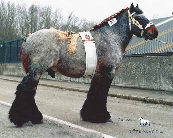 stallion Buffalo van 't Camillenhof (Dutch Heavy Draft, 1999, from Jim van Niesenhof)